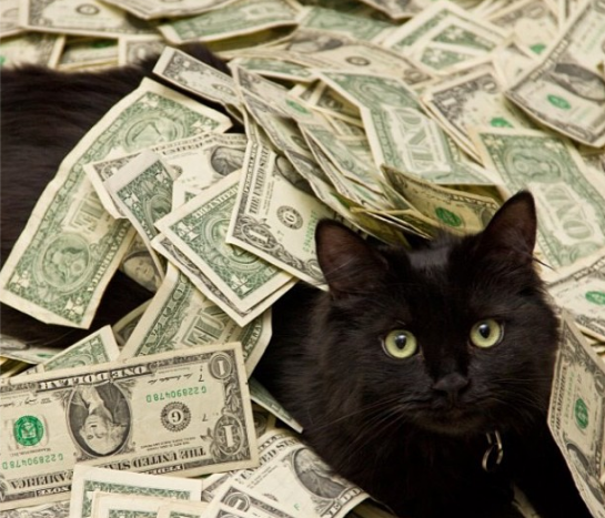 Gatos en efectivo 2