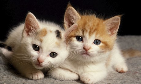 Gatito lindo