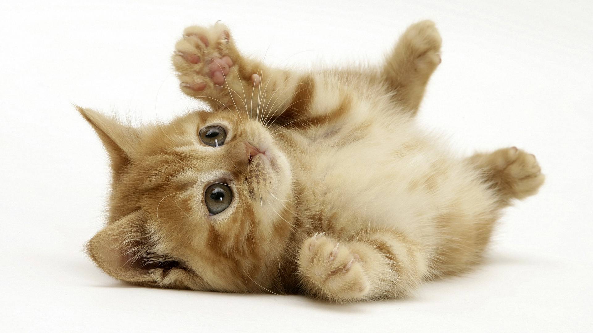 Gato Pequeño