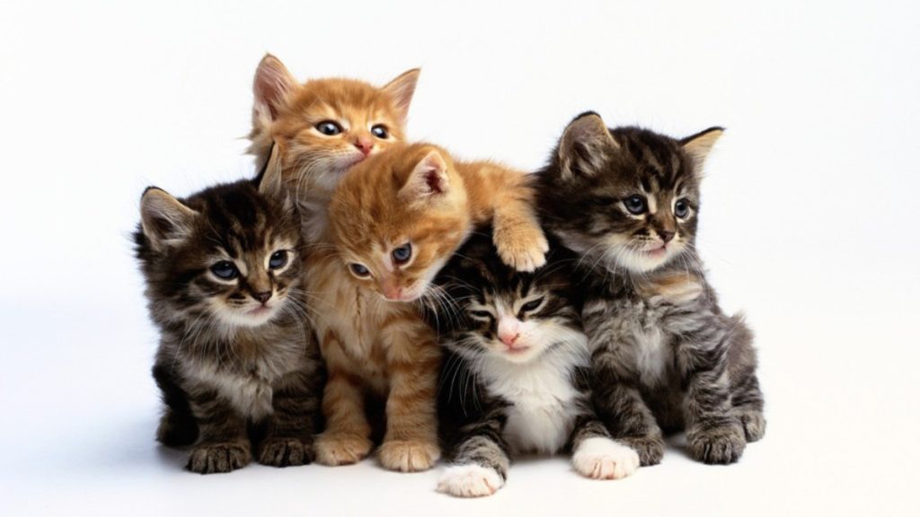 Fivekittems1