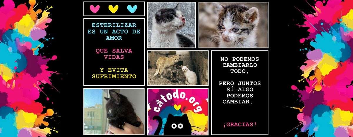 Esterilizar Gatos En Fuerteventura 1 Catodo Fuerteventura Metodo Cer