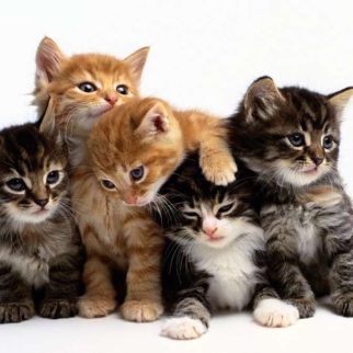 fivekittems1